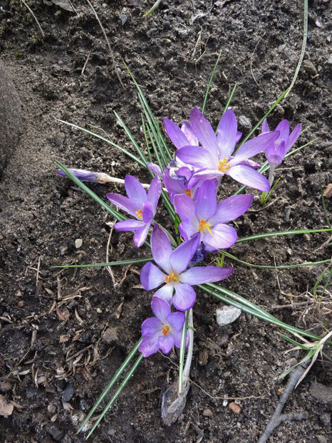  - 2018 - 01 - Primavara