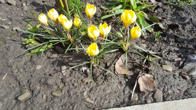  - Flori grădină primăvara 2018