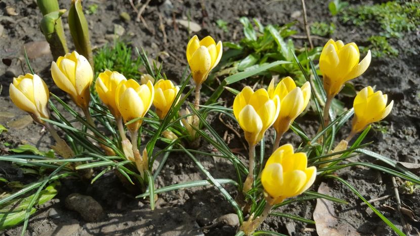  - Flori grădină primăvara 2018