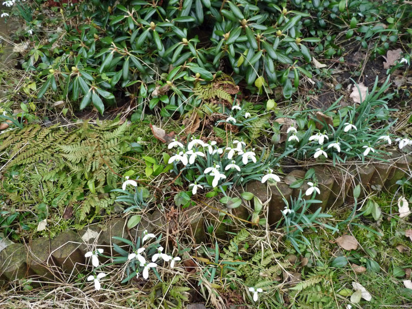  - 2018 - 01 - Primavara