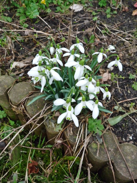  - 2018 - 01 - Primavara