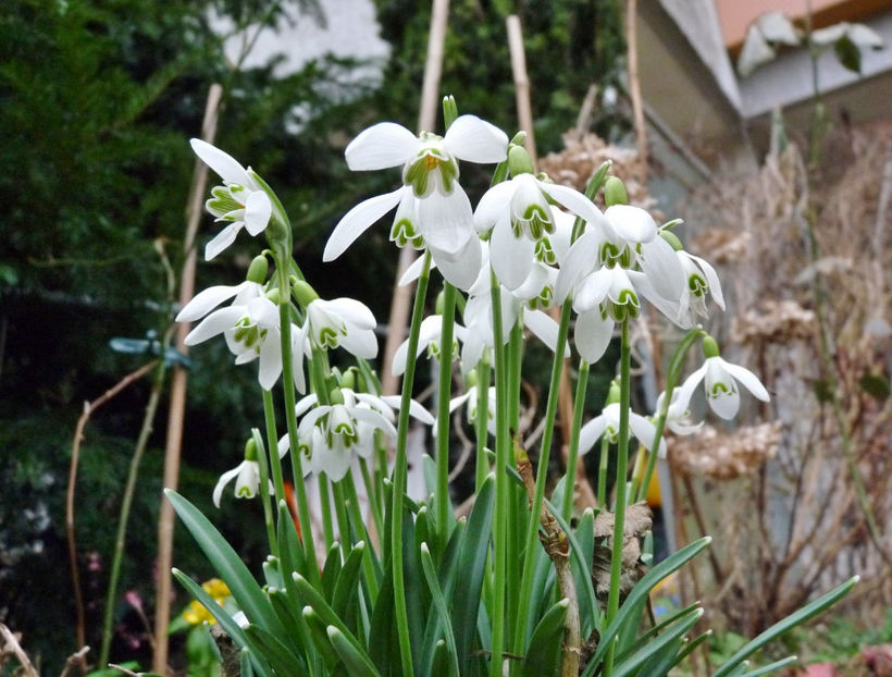  - 2018 - 01 - Primavara