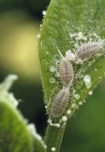 Păduchi lânoşi - Eriosoma lanigerum - Boli - daunatori - remedii - trucuri