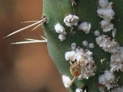 Păduchi lânoşi - Eriosoma lanigerum - Boli - daunatori - remedii - trucuri