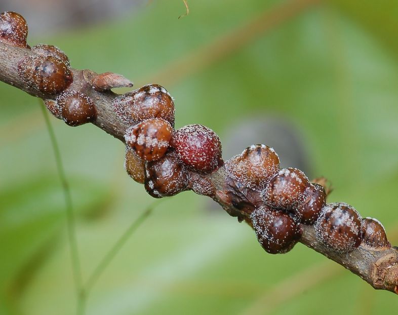 PADUCHELE TESTOS - Parthenolecanium corni - Boli - daunatori - remedii - trucuri