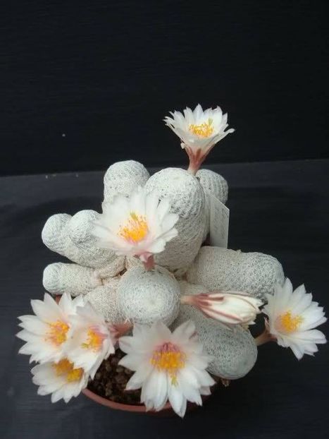 Mammillaria herrerae albiflor - Ce-i frumos si lui Dumnezeu ii place