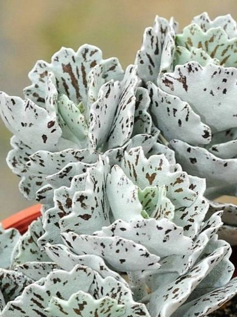 Kalanchoe rhombopilosa (Pies from Heaven) - Ce-i frumos si lui Dumnezeu ii place
