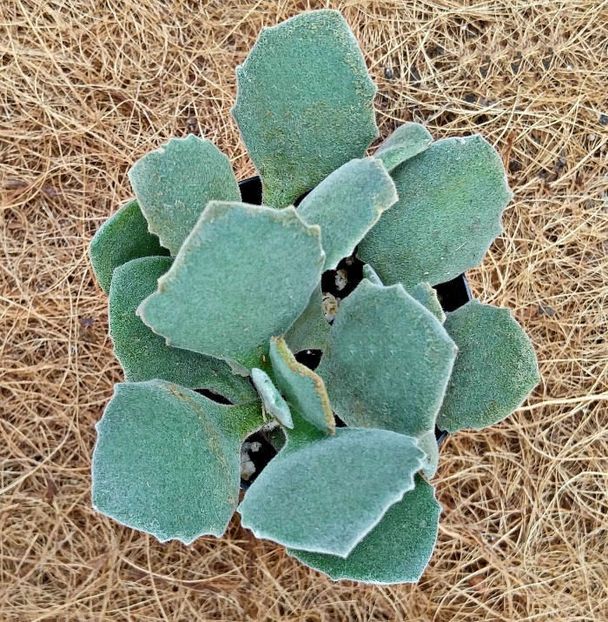 Kalanchoe Miliotti - Ce-i frumos si lui Dumnezeu ii place