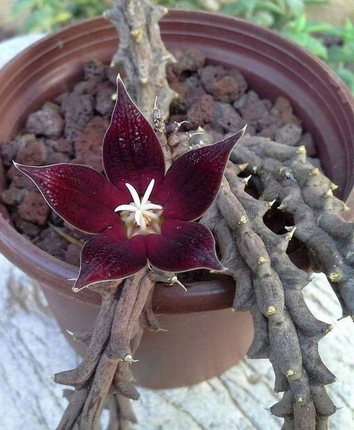 Piaranthus atrosanguineus - Ce-i frumos si lui Dumnezeu ii place