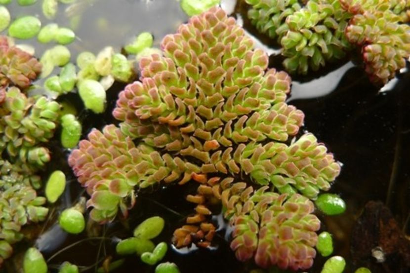 Azolla pinnata - Ce-i frumos si lui Dumnezeu ii place