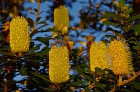 Banksia Integrifolia - Ce-i frumos si lui Dumnezeu ii place