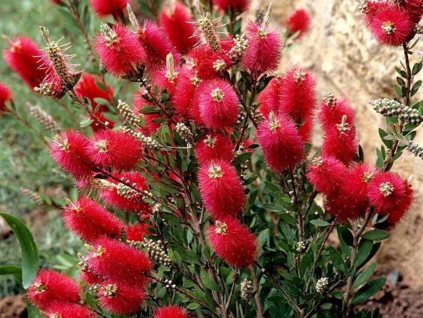 Brugmansia Callistemon masotii Mini Red - Ce-i frumos si lui Dumnezeu ii place
