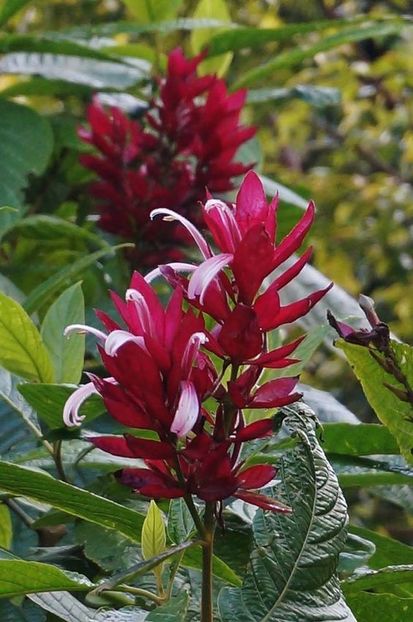 Megaskepasma erythrochlamys - Ce-i frumos si lui Dumnezeu ii place