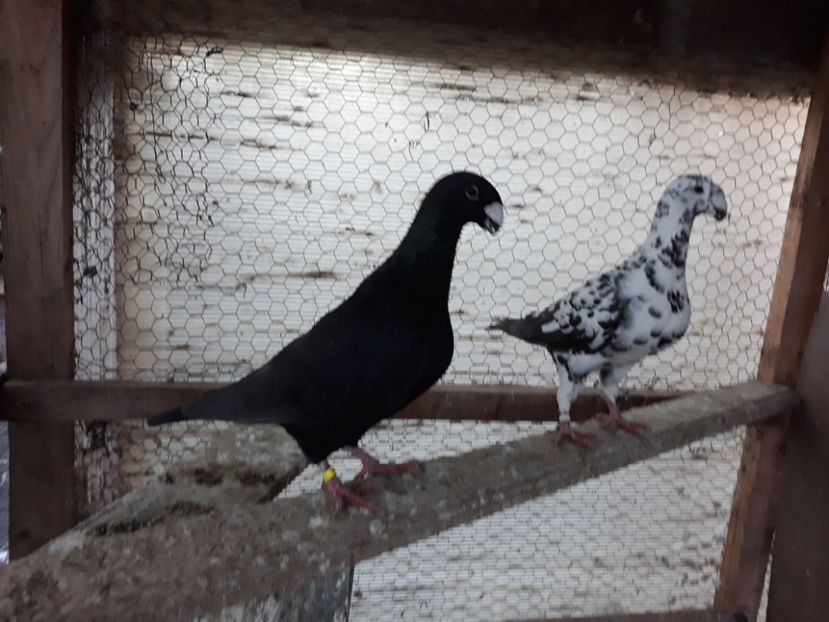  - GERMANI BOBATI SI LA GRAMADA