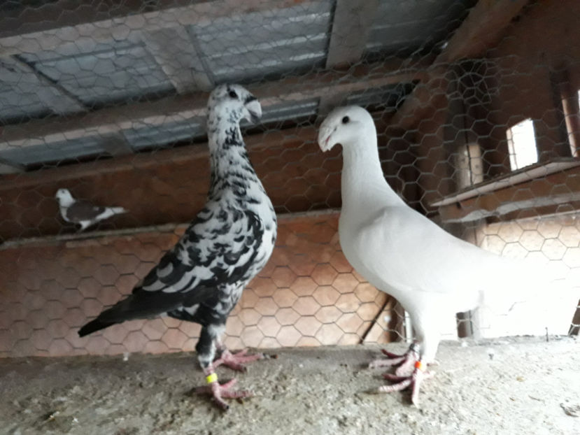  - GERMANI BOBATI SI LA GRAMADA