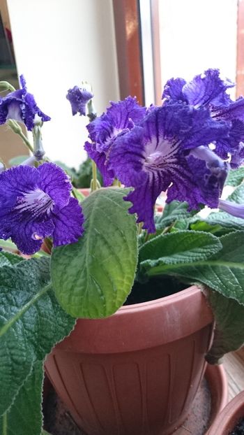  - 2017 STREPTOCARPUS