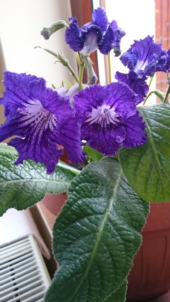  - 2017 STREPTOCARPUS