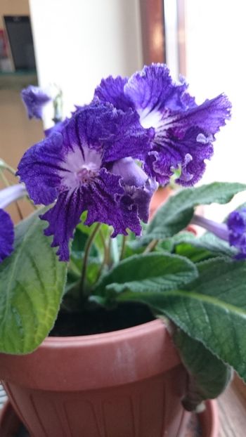 1521268496755-1286930283 - 2017 STREPTOCARPUS