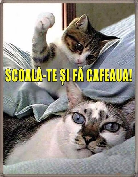  - Poze 1