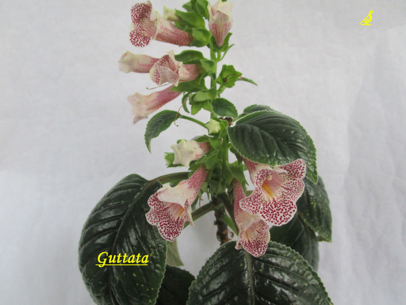 Guttata(17-03-2018) - Sinningii 2018