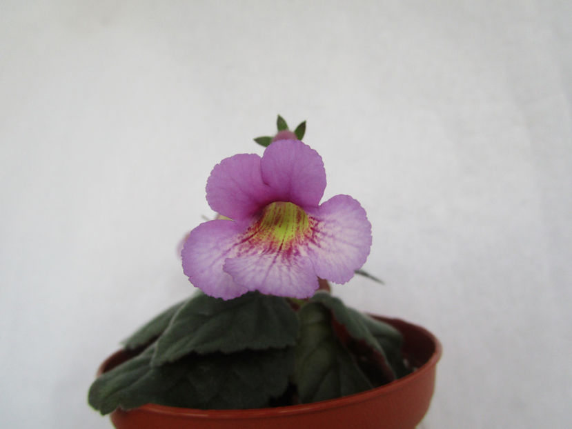 SRG s Icy Vodka(17-03-2018) - Sinningii 2018