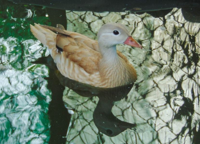 Rata mandarin galbena - O pereche diferita