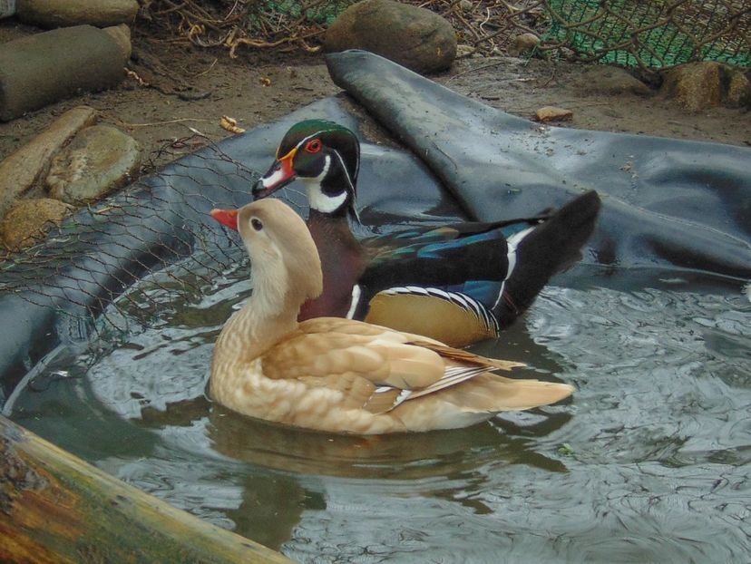 Cuplul fericit :) - O pereche diferita