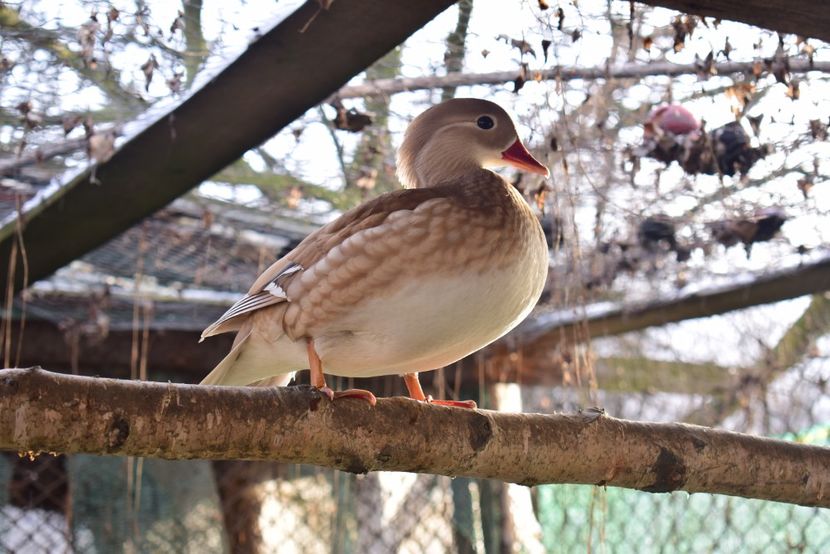 Rata mandarin galbena - O pereche diferita