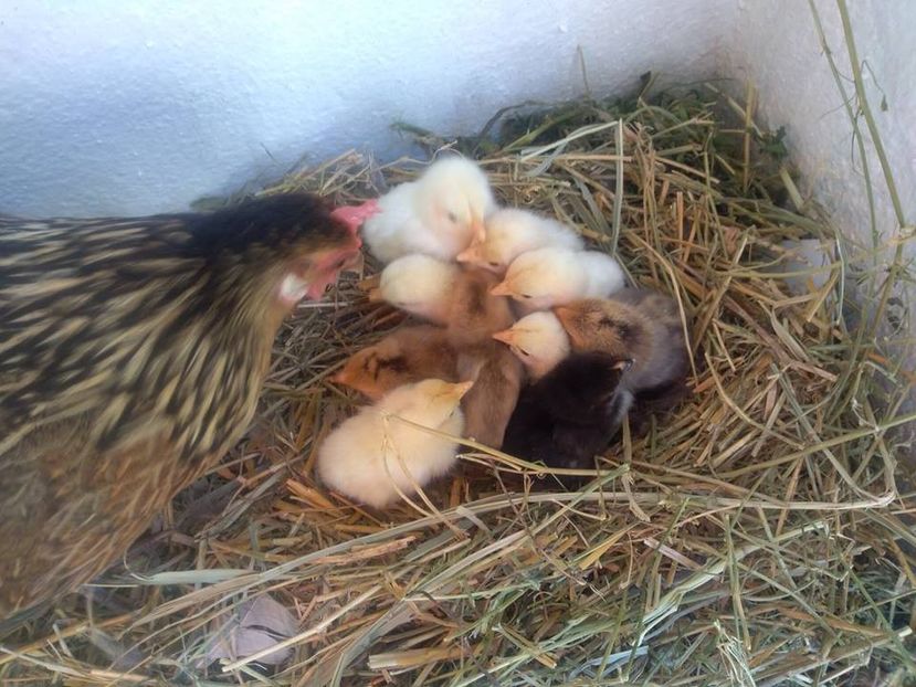 puiuti credli - FREE RANGE