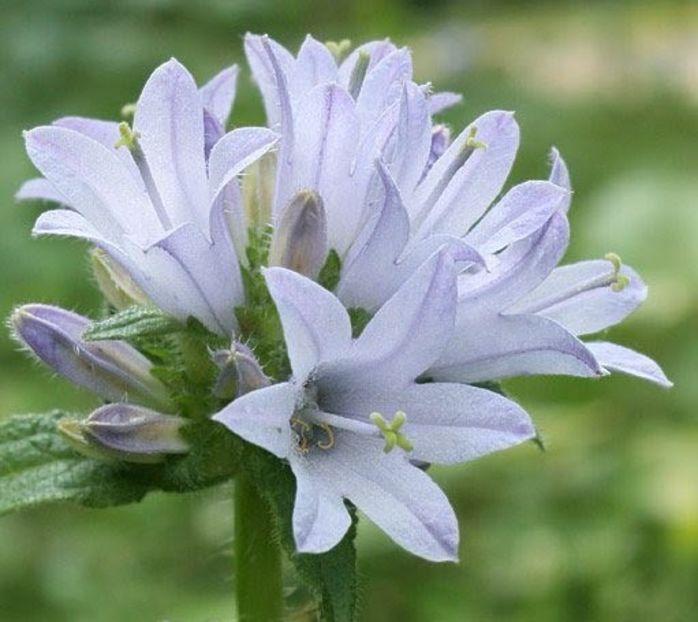 Campanula Cervicaria - Minunata flora a Romaniei