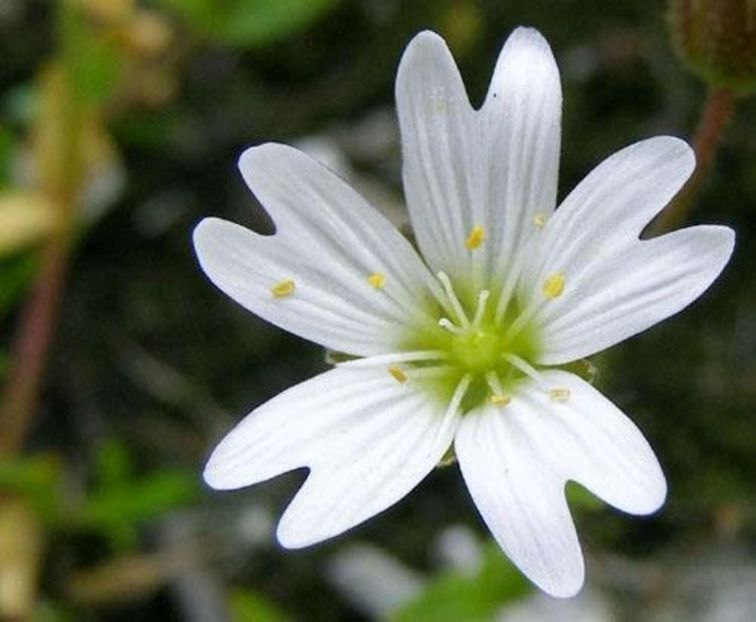 Cornut (Cerastium alpinum). - Minunata flora a Romaniei