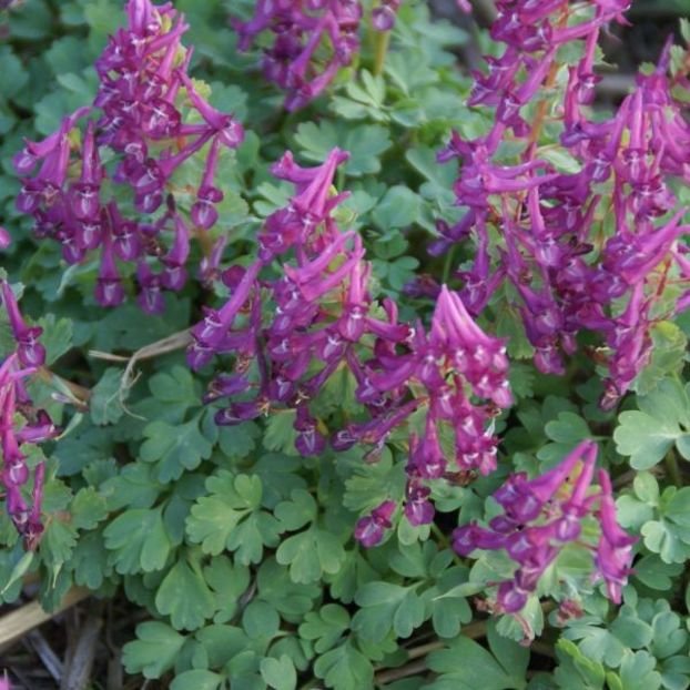 Corydalis solida - Minunata flora a Romaniei