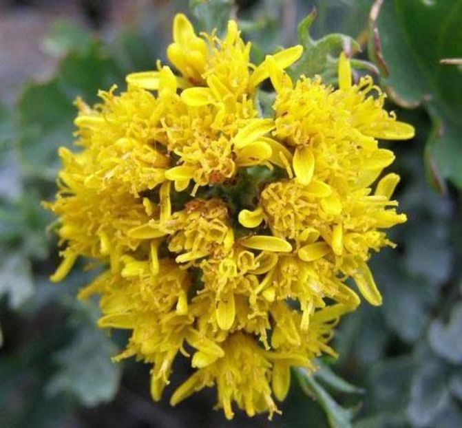 Cruciulita, spalacioasa - Senecio incanus - Minunata flora a Romaniei