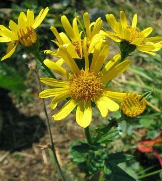 Cujda (Doronicum stiriacum). - Minunata flora a Romaniei