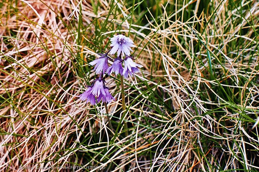 Degetăruţ, degetarel sau potiraş (Soldanella Montana) - Minunata flora a Romaniei