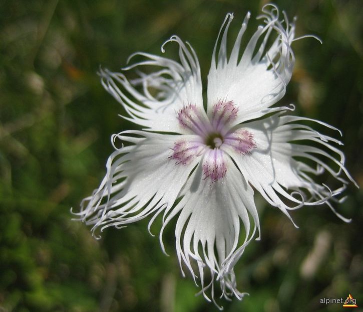 Dianthus spiculifolius - Barba ungurului - Minunata flora a Romaniei