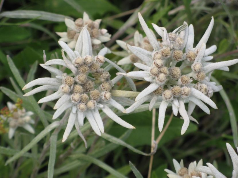 Floare de colt (Leontopodium Alpinum) - Minunata flora a Romaniei