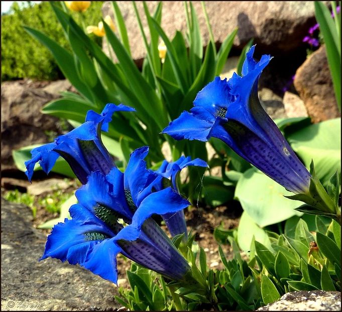 Gentiana Vernablommor - Minunata flora a Romaniei