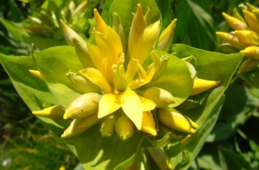 Ghinţura Galbenă (Gentiana-lutea) - Minunata flora a Romaniei