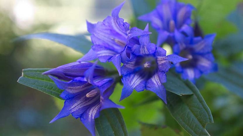 Ghintura-Gentiana-Asclepiadea - Minunata flora a Romaniei