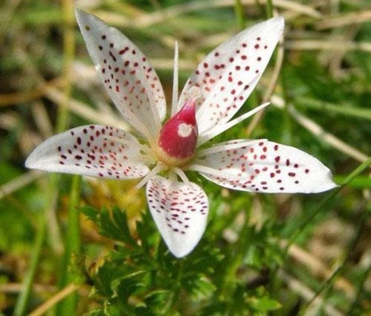Iarba-surzilor, ochii-soricelului, (Saxifraga rotundifolia). - Minunata flora a Romaniei