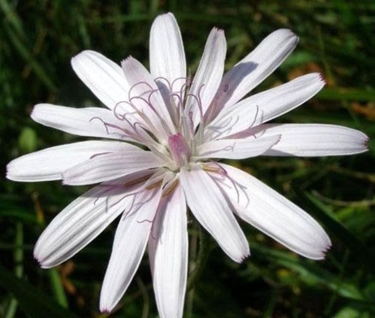 Luceafar, salsifi - Scorzonera rosea - Minunata flora a Romaniei