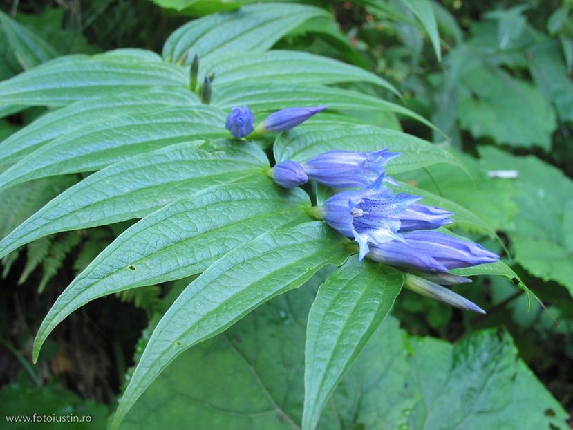 Lumanarica pamantului (Gentiana asclepiade​a) - Minunata flora a Romaniei