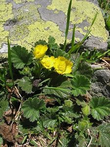 Mărțișor (Geum montanum) - Minunata flora a Romaniei