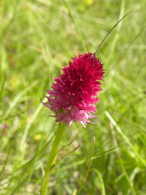 Nigritella rubra - Minunata flora a Romaniei