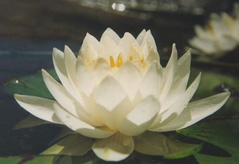 Nufărul alb - Nymphaea candida - Minunata flora a Romaniei