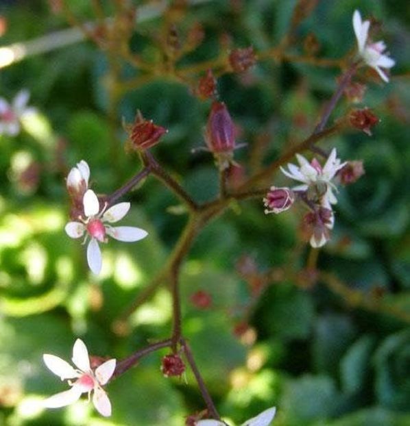 Ochii-soricelului (Saxifraga stellaris) - Minunata flora a Romaniei