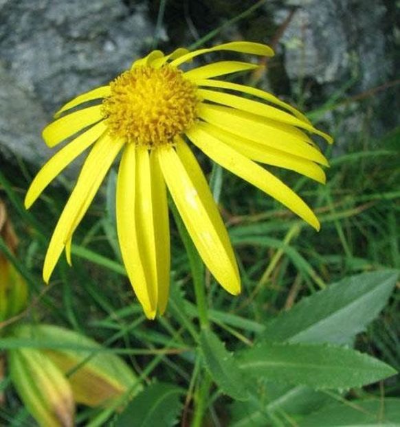 Spalacioasa (Senecio glaberrimus) - Minunata flora a Romaniei