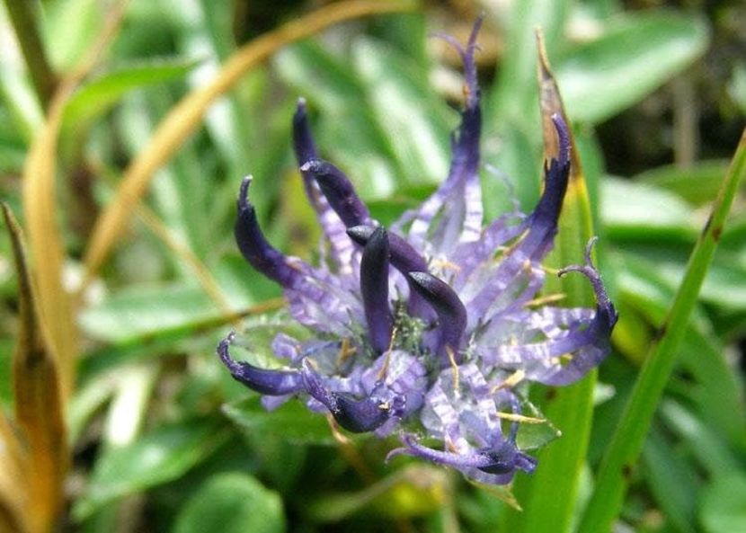 Banica - Phyteuma orbiculare - Minunata flora a Romaniei
