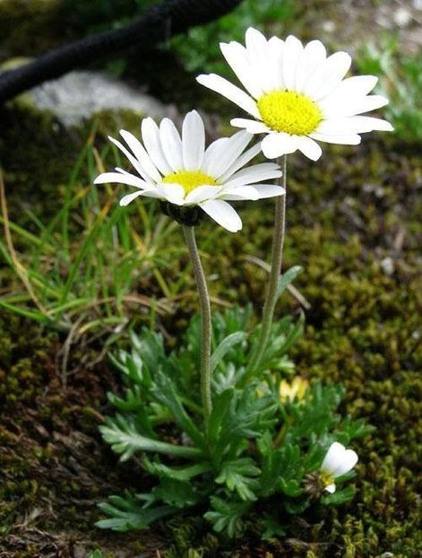 Samanta-soarelui (Silene pusilla). - Minunata flora a Romaniei